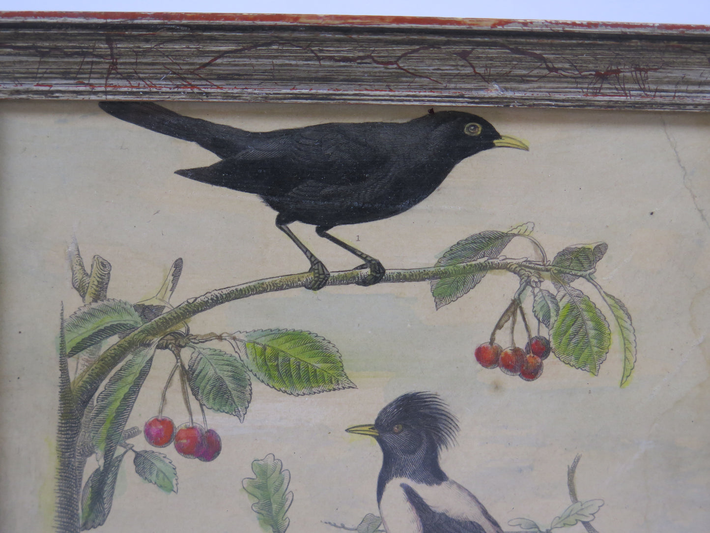 Antique print naturalistic theme birds animals blackbird cherries engraving bt4