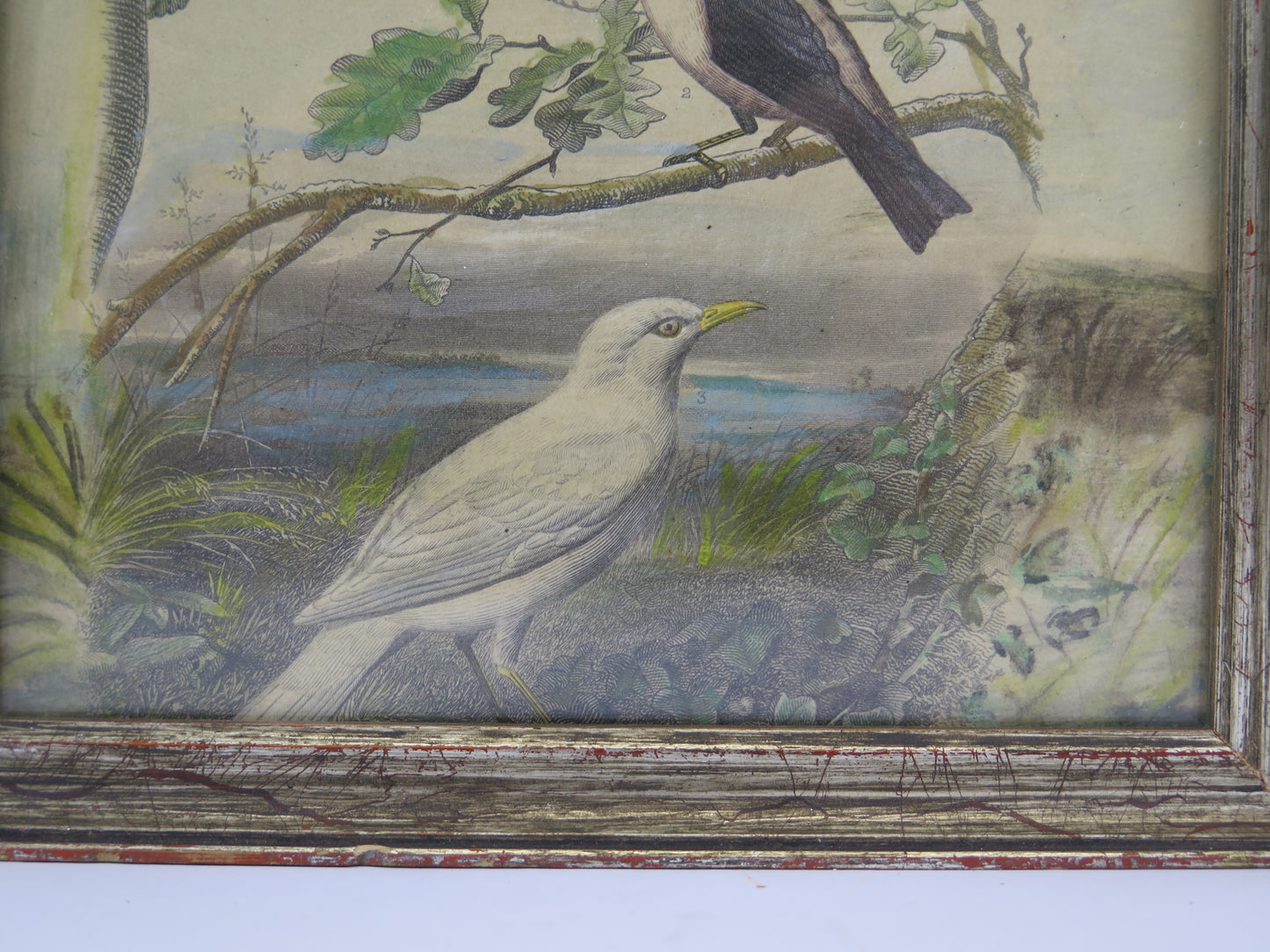 Stampa antica tema naturalistico uccelli animali merlo ciliegie incisione bt4