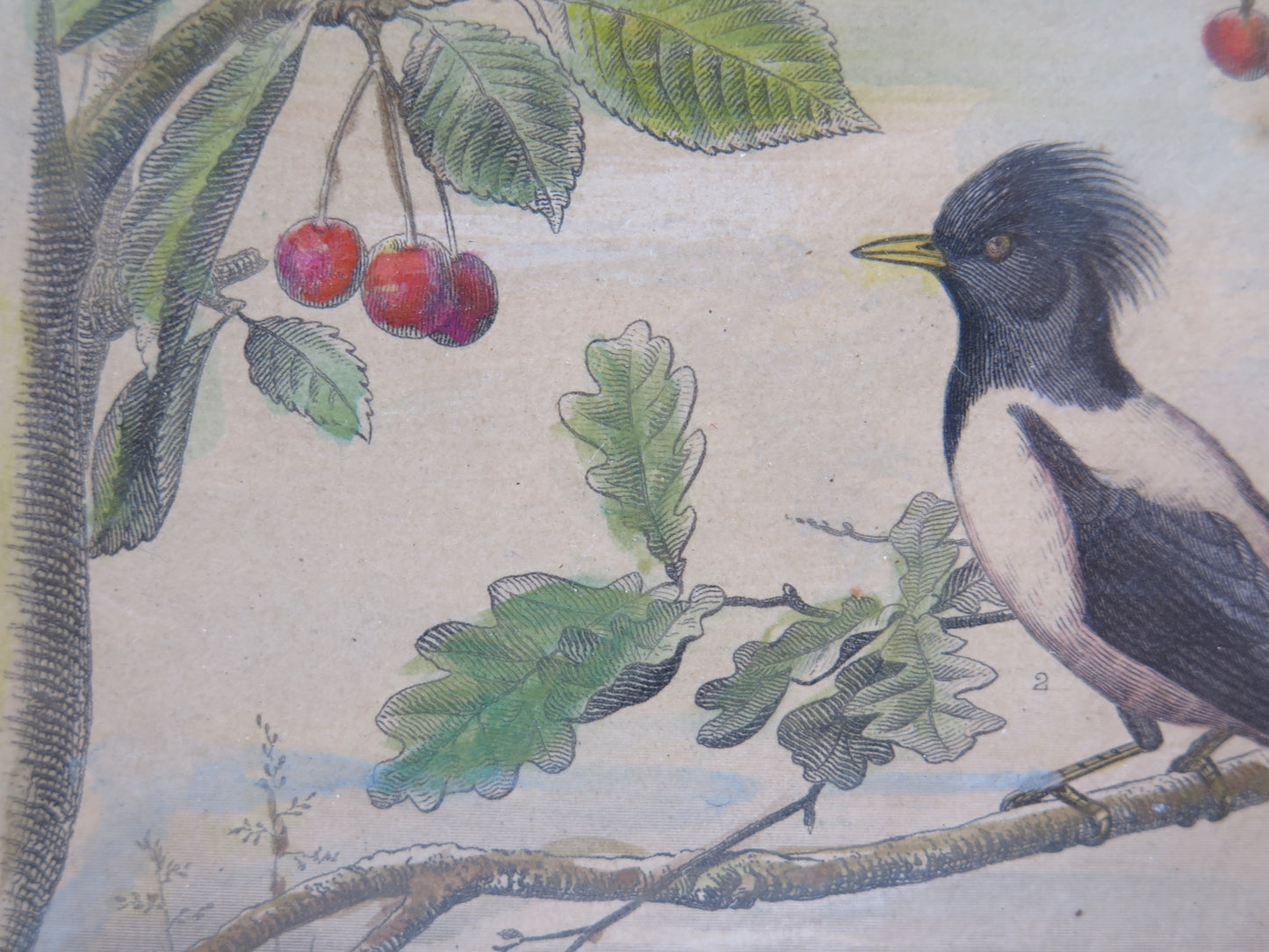 Stampa antica tema naturalistico uccelli animali merlo ciliegie incisione bt4