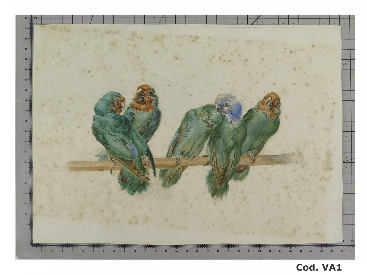 Antique painting of multicolored green parrots painted in watercolor on paper, small painting of French origin, early twentieth century VA1