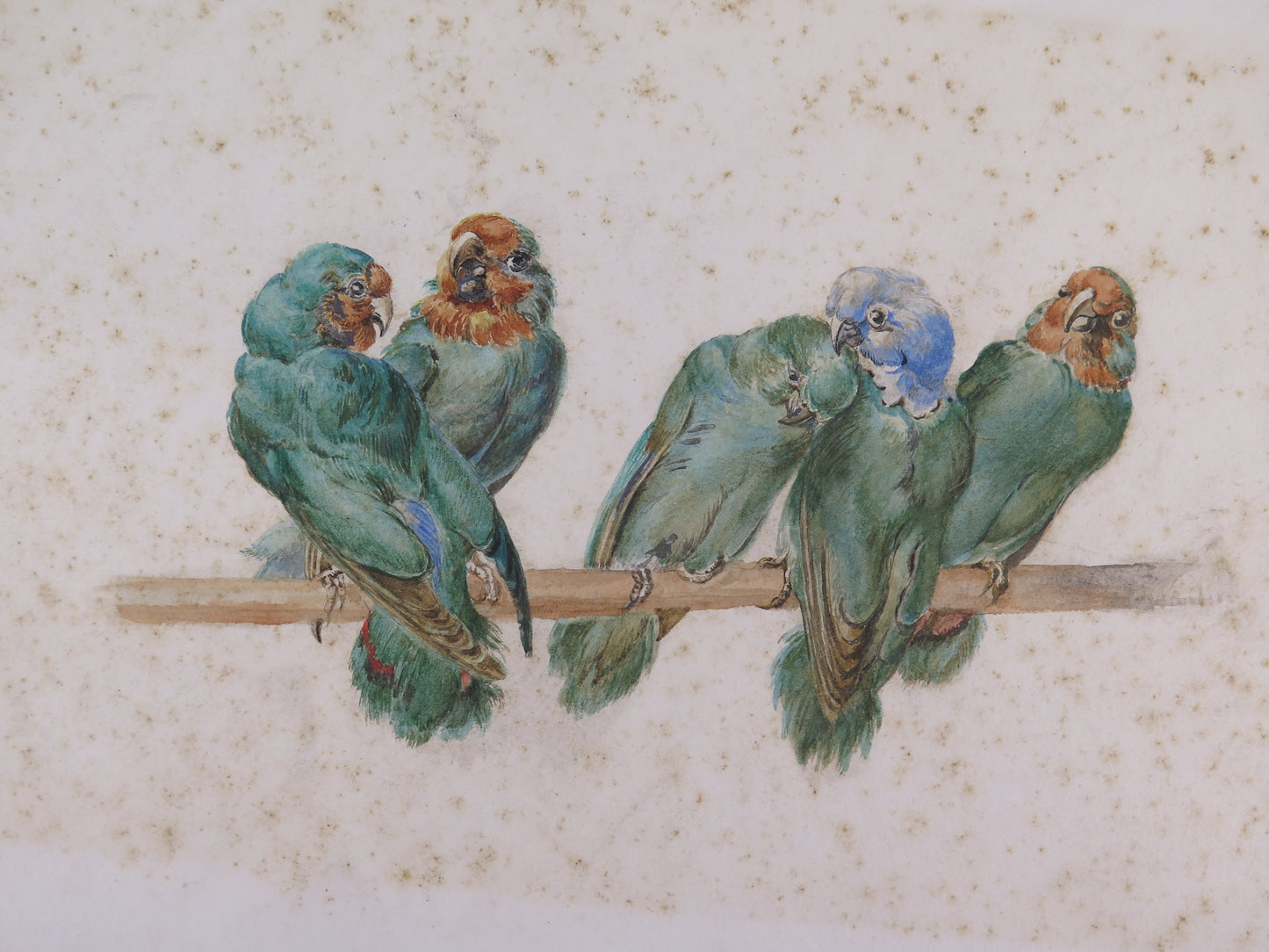 Antique painting of multicolored green parrots painted in watercolor on paper, small painting of French origin, early twentieth century VA1