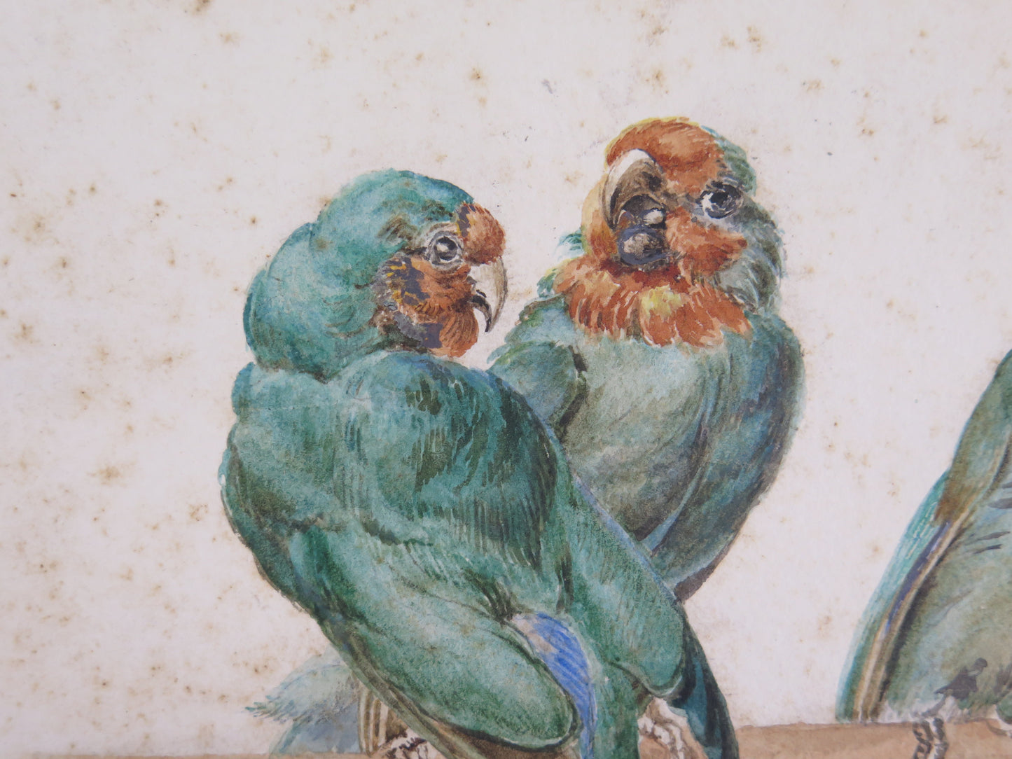 Antique painting of multicolored green parrots painted in watercolor on paper, small painting of French origin, early twentieth century VA1