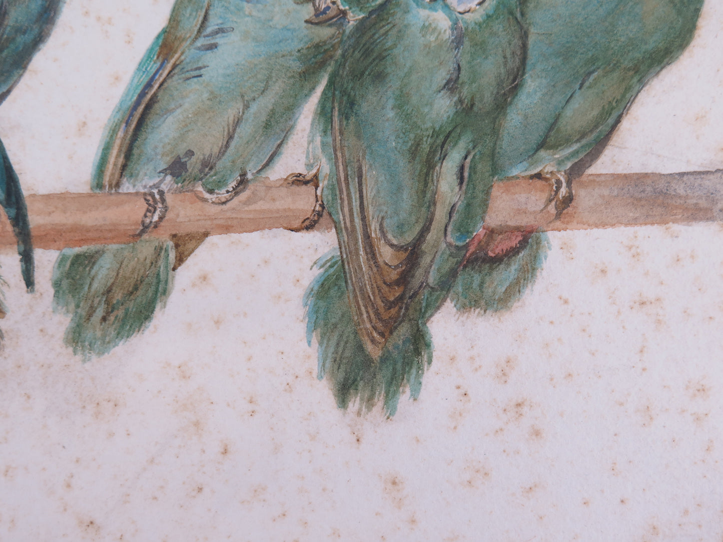 Antique painting of multicolored green parrots painted in watercolor on paper, small painting of French origin, early twentieth century VA1