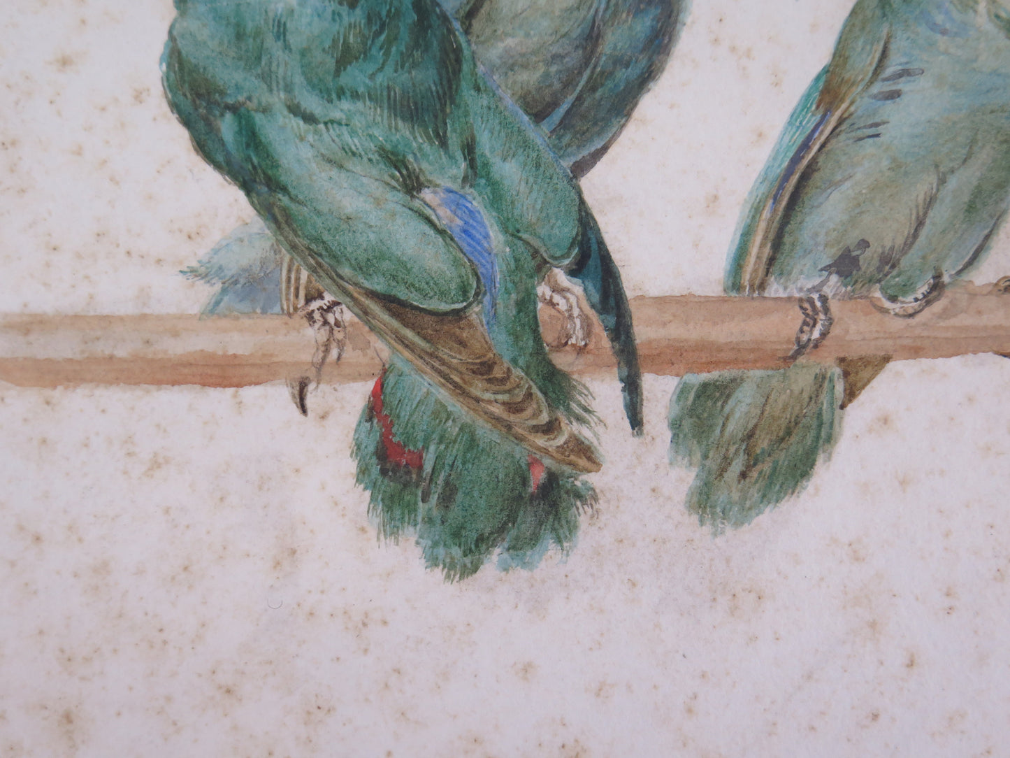 Antique painting of multicolored green parrots painted in watercolor on paper, small painting of French origin, early twentieth century VA1