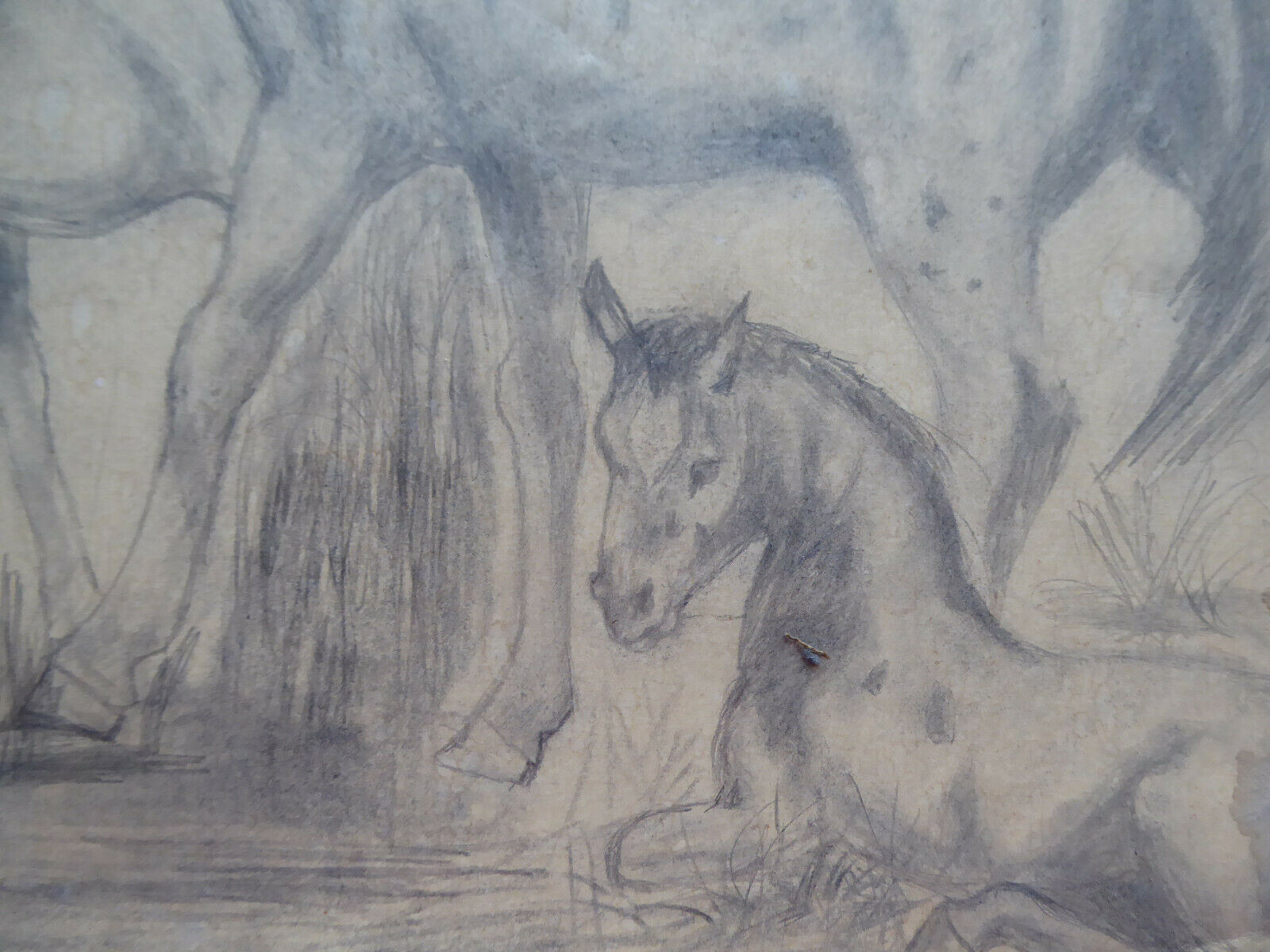 VECCHIO DISEGNO CON CAVALLI EQUESTRE FIRMATO TAJADA SPAGNA '900 QUADRO MD10 - Belbello Antiques