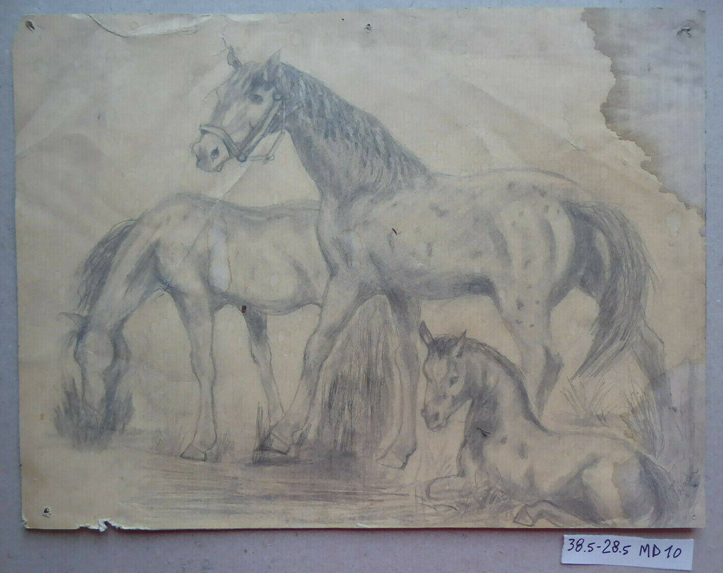 VECCHIO DISEGNO CON CAVALLI EQUESTRE FIRMATO TAJADA SPAGNA '900 QUADRO MD10 - Belbello Antiques