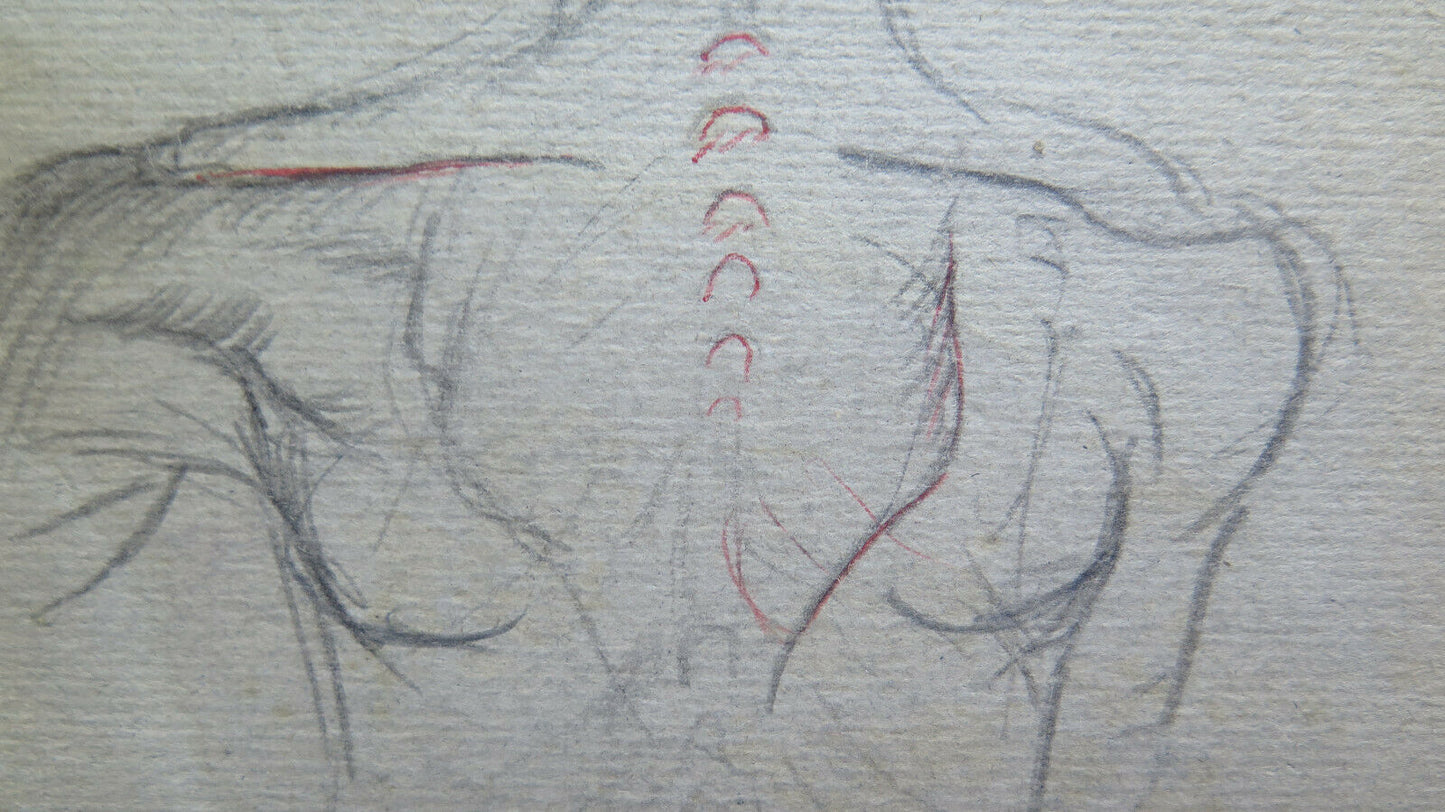 DUE ANTICHI DISEGNI BOZZETTI CON STUDIO PER CORPO UMANO ANNI '40 DISEGNO P28.6