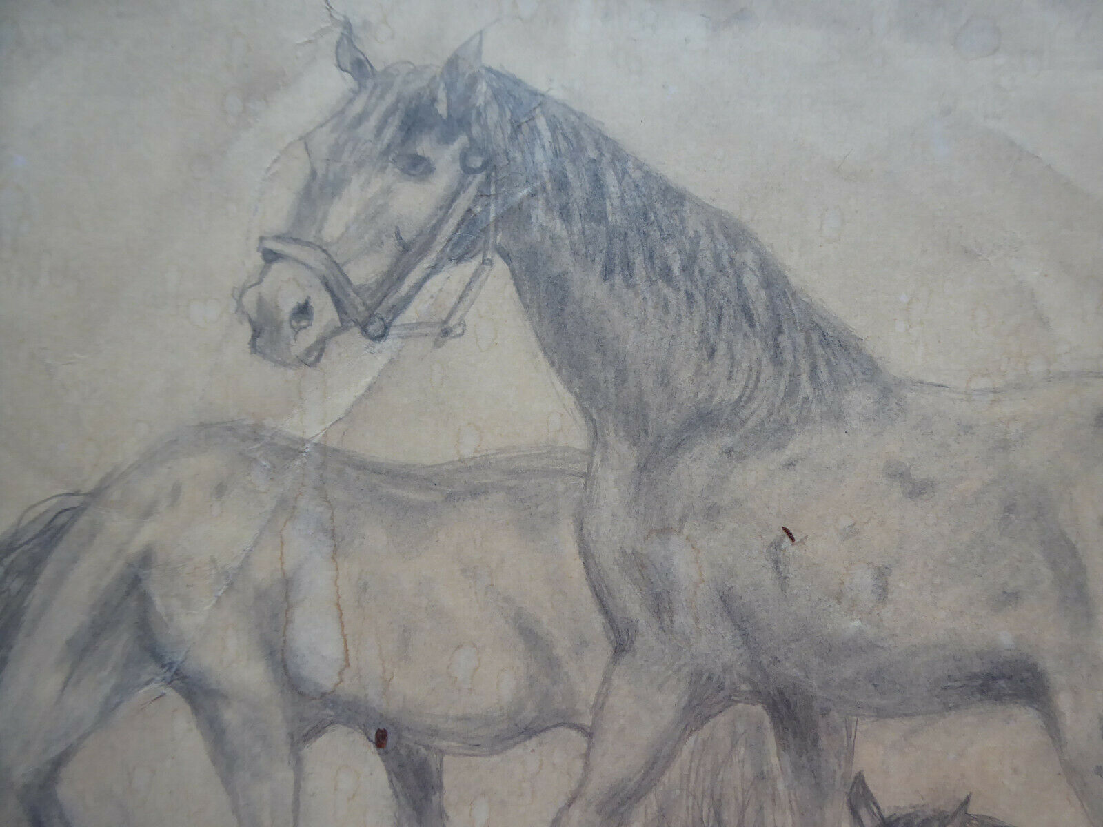 VECCHIO DISEGNO CON CAVALLI EQUESTRE FIRMATO TAJADA SPAGNA '900 QUADRO MD10 - Belbello Antiques